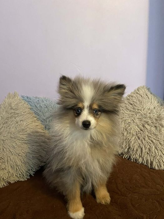 Szczeniaki Szpic miniaturowy blue merle