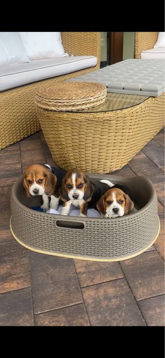 Beagle tricolir z rofowodem-wybitne!