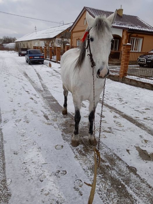 Продається кобила!
