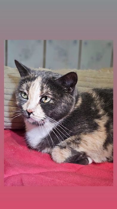 Отдам кошку трехцветку, стерилизована,  3 года
