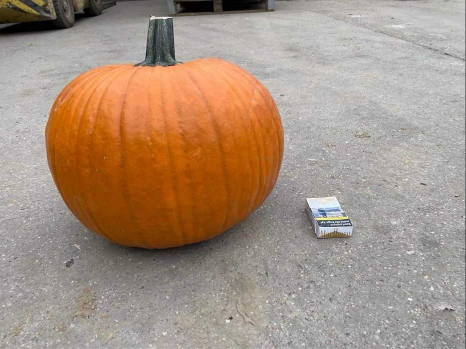 DOSTAWA DYNIE halloween BOO producent  dekoracje HALLOWEN