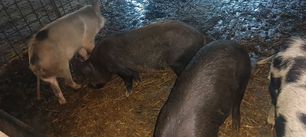 Продаю свиней м'ясної породи вага  до 80 кг