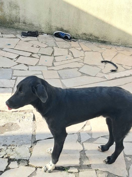 Cão para adopção