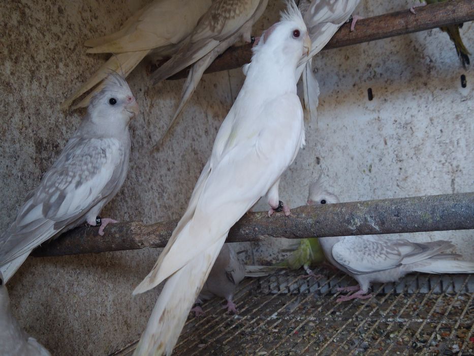 Caturras Pérola Canela Face Branca e Albina