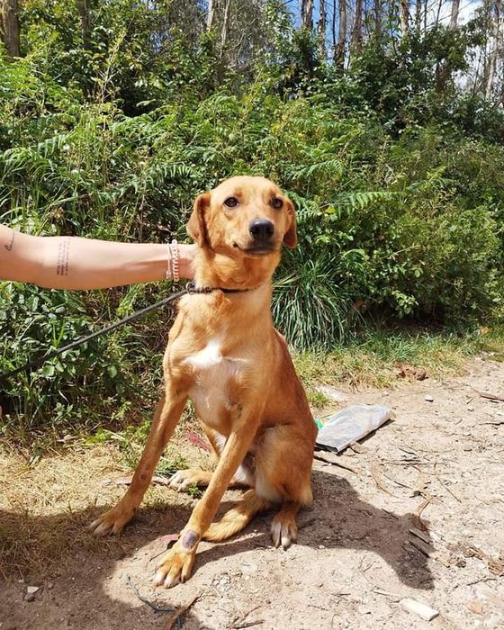 Hope- cachorra de porte médio para adoção