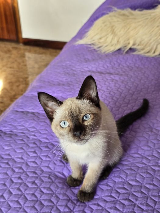 Para adopção - Beyoncé
