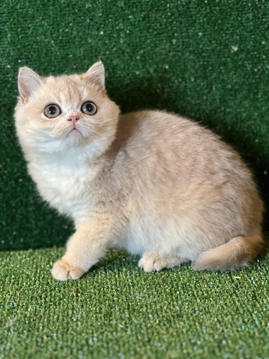 Золота шиншила хлопчик bri ay 12