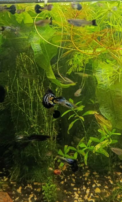 Продам рыбки ГУПИ