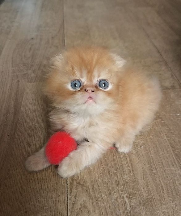 Персидський хлопець