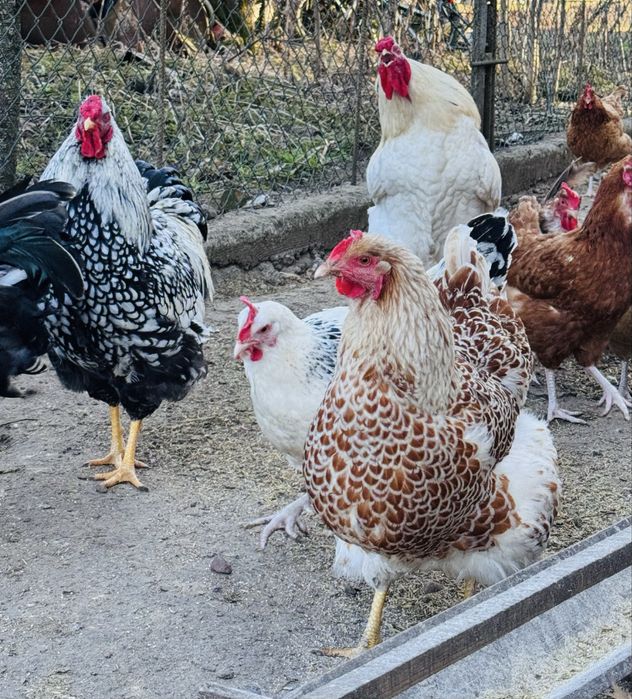 Jaja lęgowe mix ras