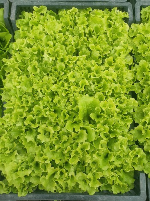 Sałata Sprinter Omega