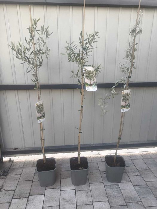 Oliwka Europejska – Olea Europaea