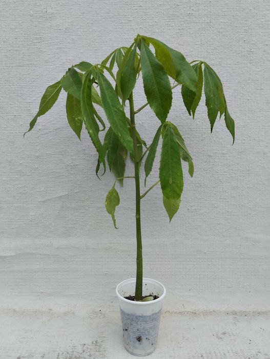 Planta Seiba speciosa.