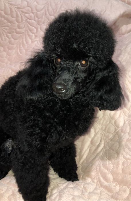 Дівчинка той пудель