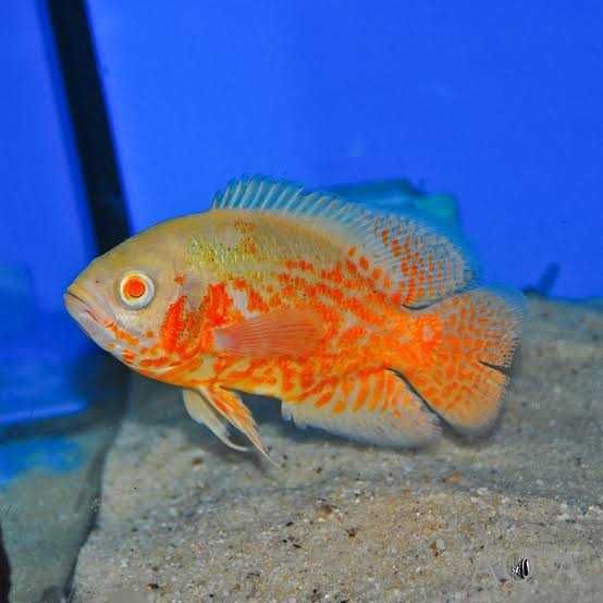 peixe oscar de todos os tamanhos