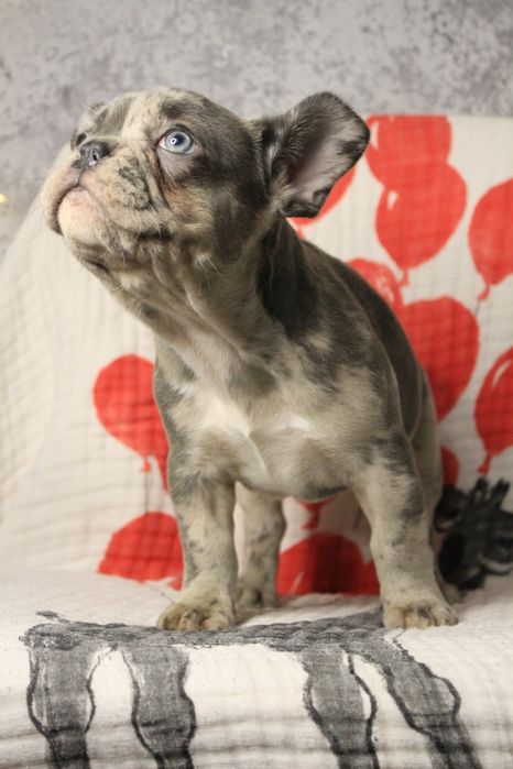 Французький бульдог