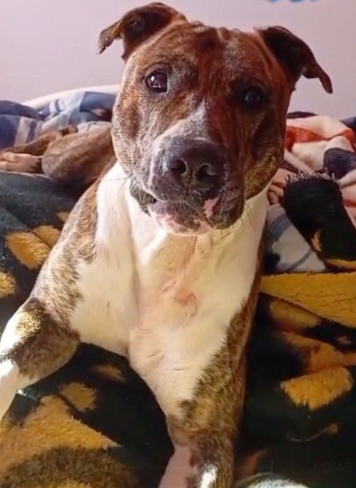 Adoção Responsável - Cão