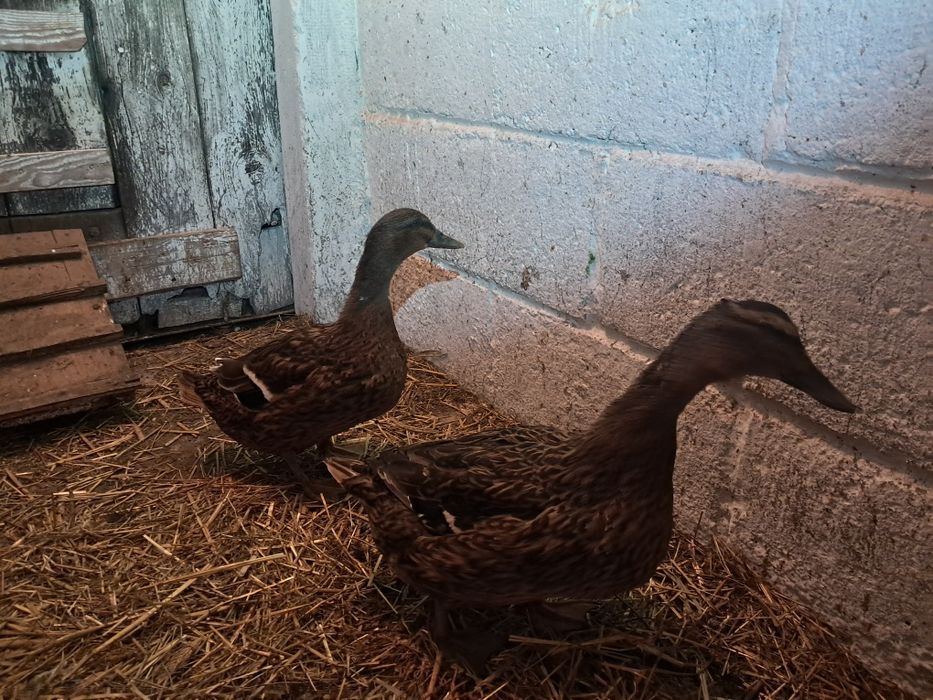 Kaczki na sprzedaż