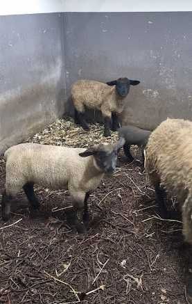 Borregos e Borregas 3 e 4 meses (Suffolk)