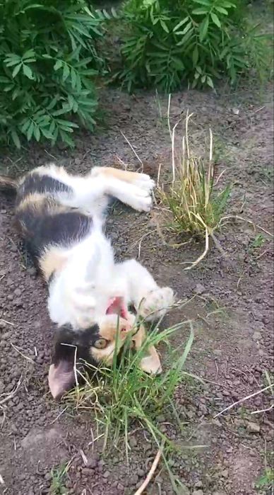Котята, кошенята