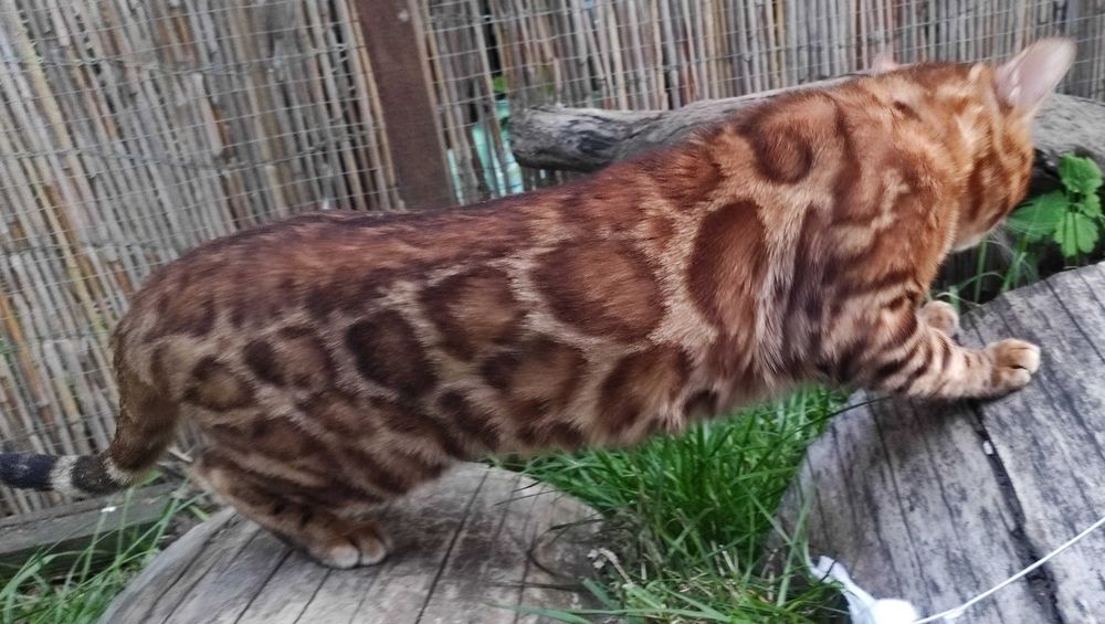 Чудовий бенгальський котик, бенгал, кошенята