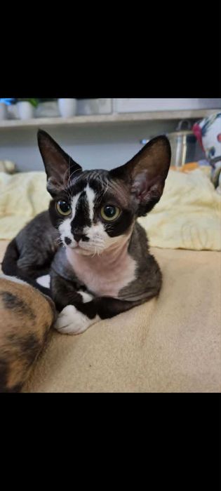 Kocięta koty Devon Rex