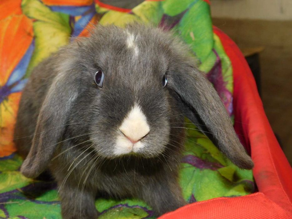 Baranki   niebieskie i niebiesko - biała mini lop samiczka