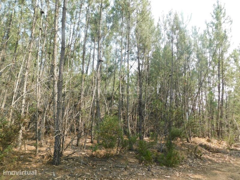 Terreno / Covilhã, Barco e Coutada