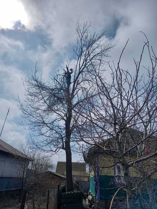 Спил та обрізання аварійних  дерев методом альпінізму.