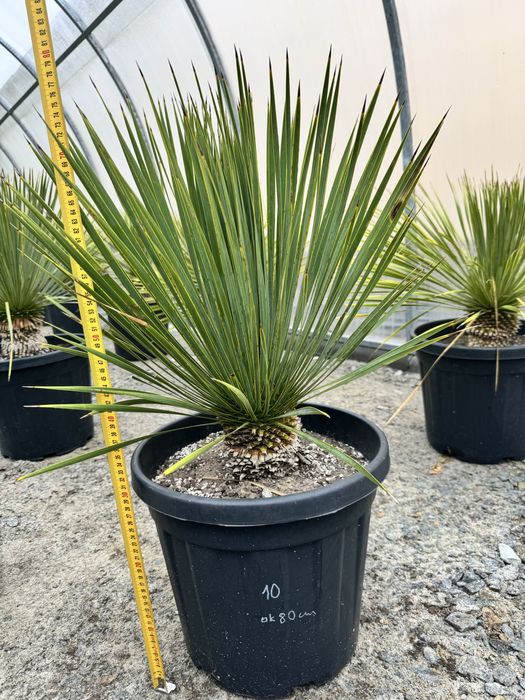 Juka Rostrata Yucca Rostrata ok 80 cm