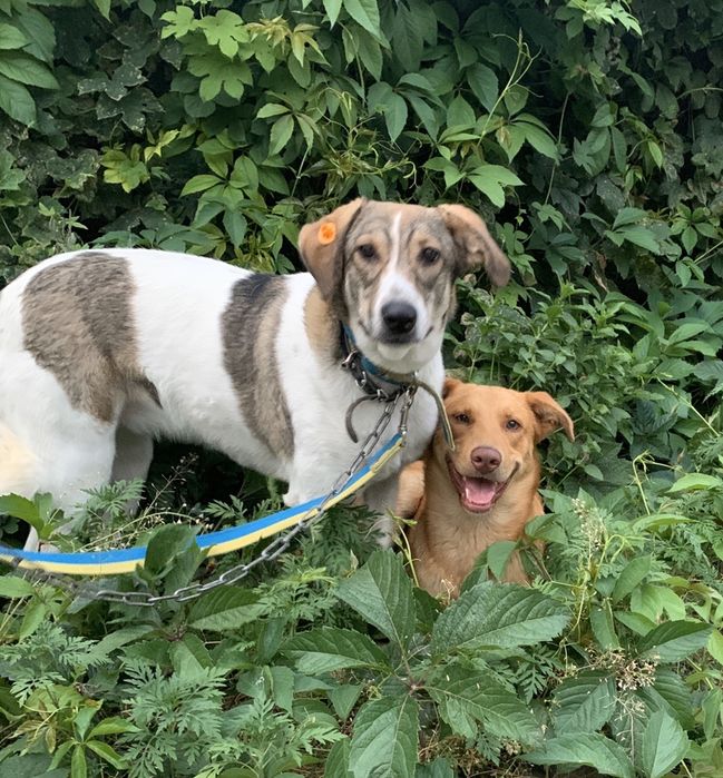 Прекрасная, крупная собачка Сильва