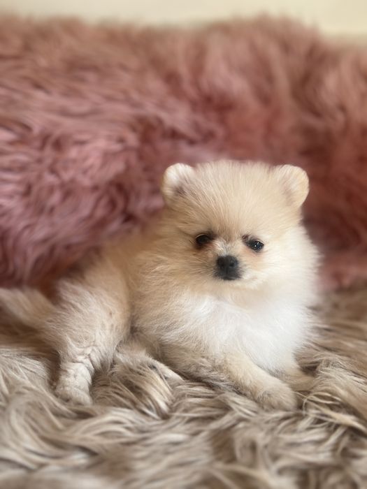 Szpic minaturowy pomeranian suczka