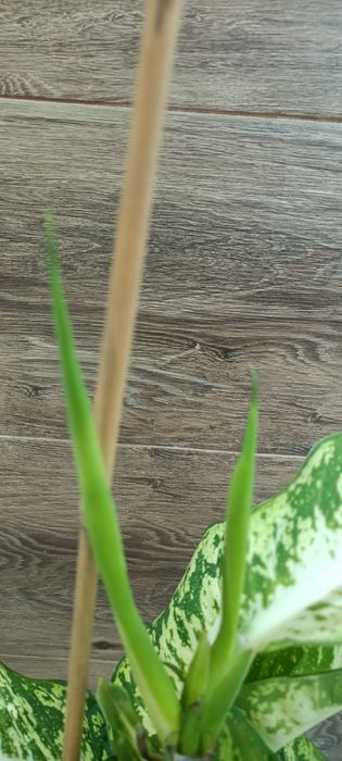 Difenbachia.Duża.