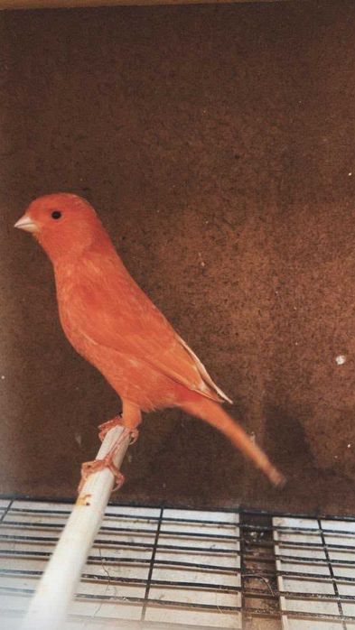 canario vermelho