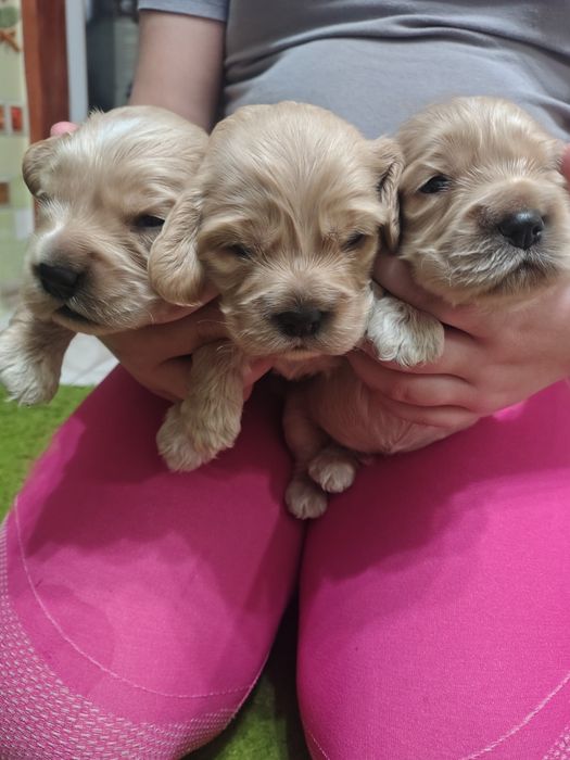 Продаються щенята англійського кокер спаніеля