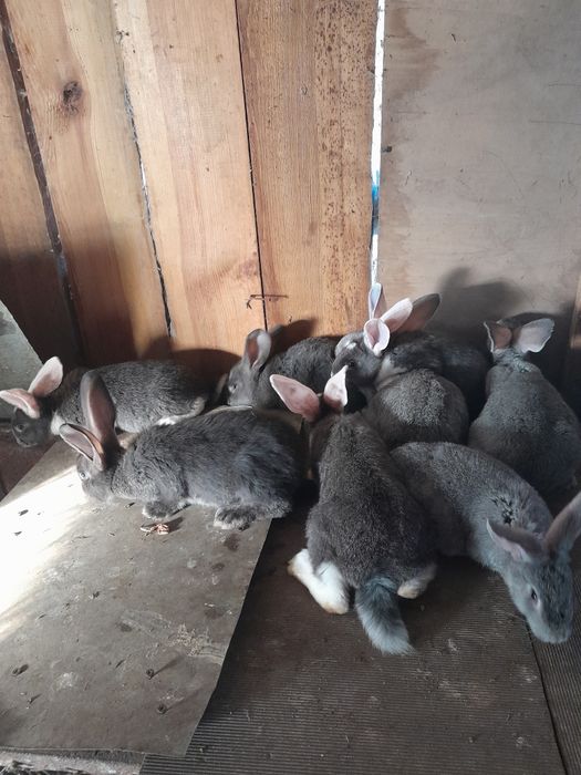 Продам кроликів живих на забій
