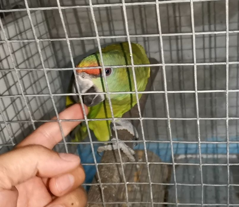 Amazona Bodini criado à mão