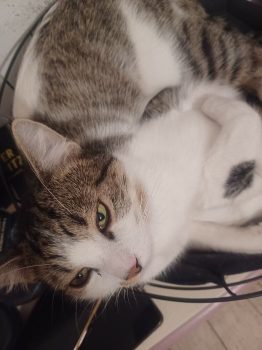 Kocurek I kotka do adopcji