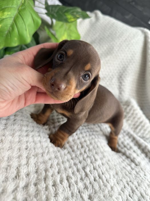Teckel macho miniatura/kaninchen chocolate tan