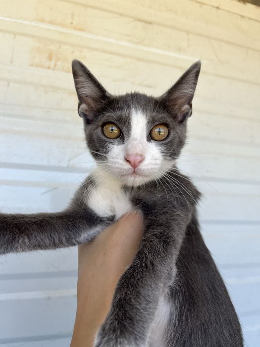 Ash- Gatinho bebé para Adoção