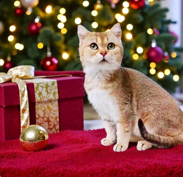 Шотландський прямовухий котик