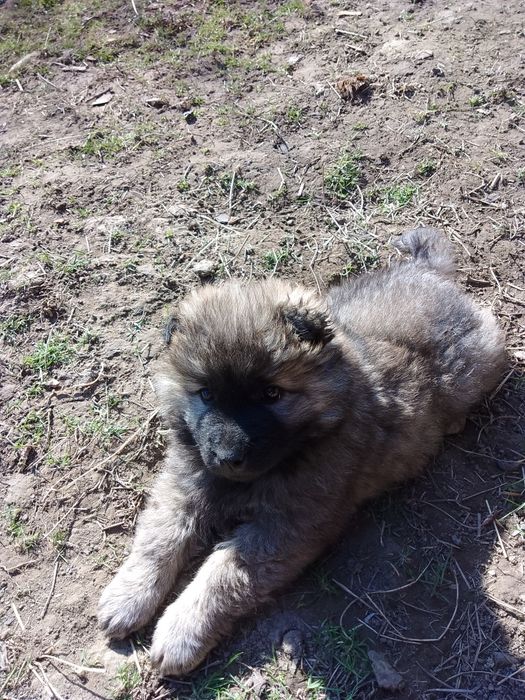 Чау чау собака,дівчинка