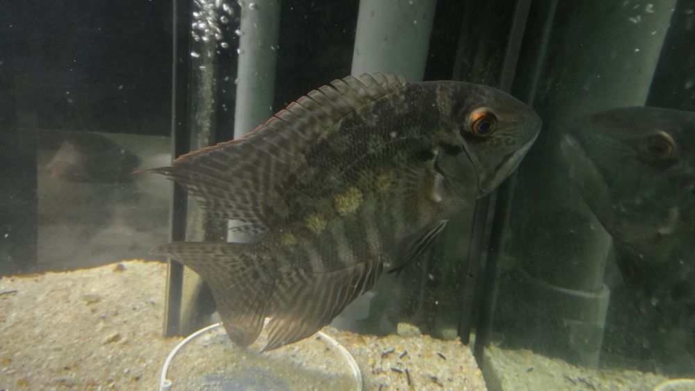 Papagaio Verdadeiro (Hoplarchus psittacus)