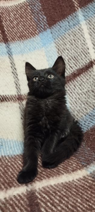 Кошечки Котики Комочки щастья
