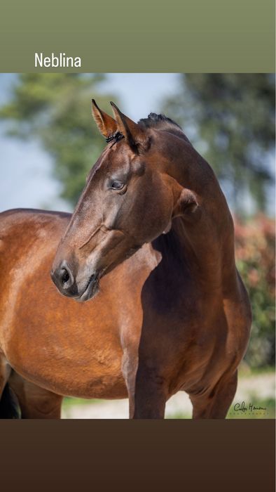 Venda de cavalos, Eguas e Poldros Puro-Sangue Lusitano