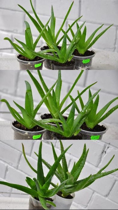 Алоэ Вера лечебное. Настоящее