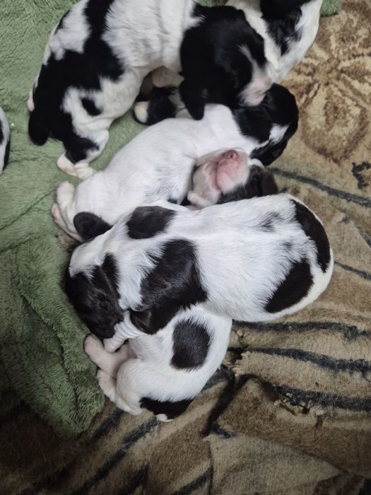Продам цуценят Спаньєля