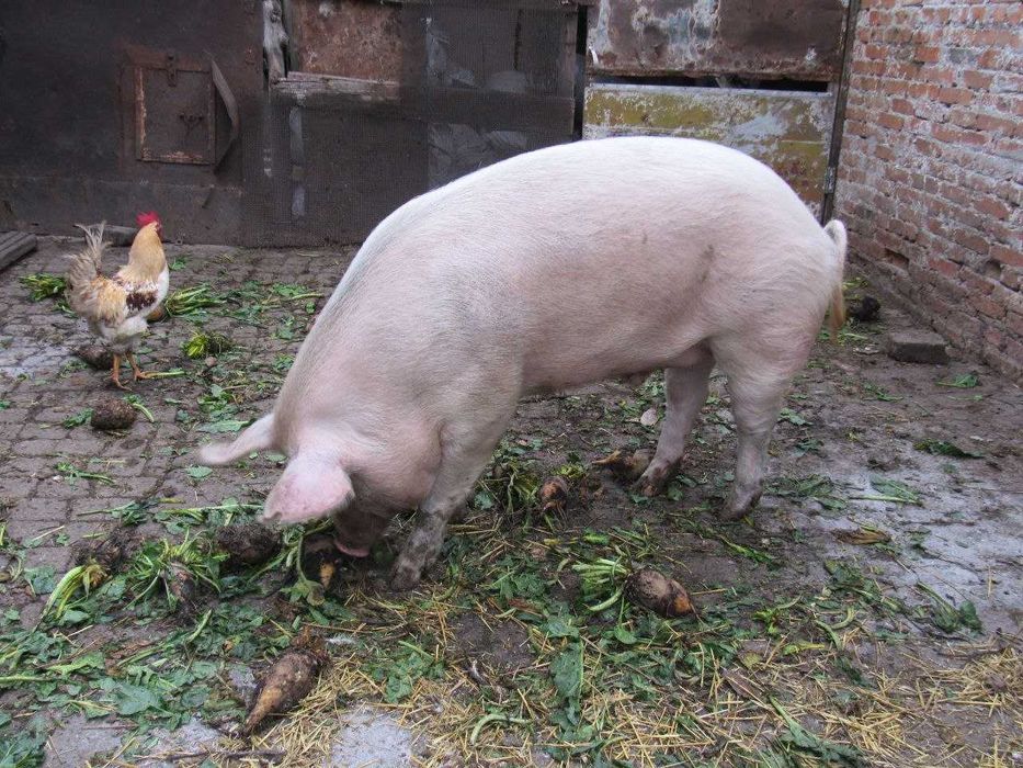 Свині. Продам свиней живою вагою. Свинина