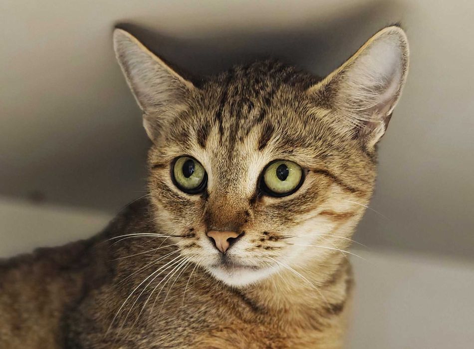 Кішка Лямура давно чекає в клітці на господаря, вакцин, стерил