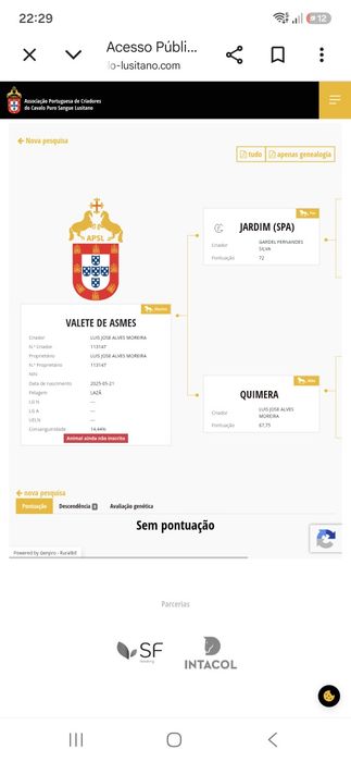 Poldro lusitano com 1 ano